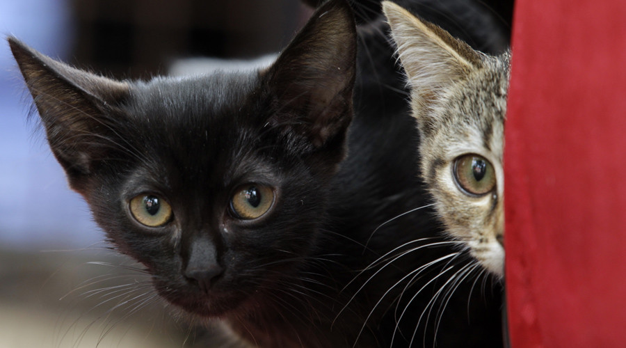 ‘Beyond the realm of reason’: 50 cats removed from woman’s home