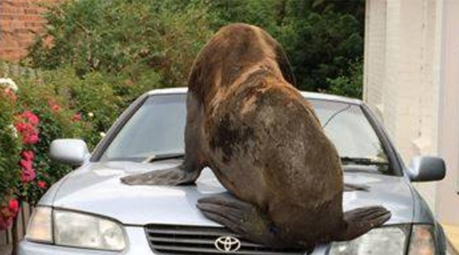 Seal on the loose: Tasmanian police search for runaway animal (PHOTOS)