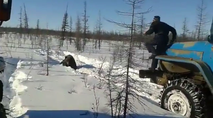 ‘Crush him!’ Bear tortured & killed by workers with trucks in Siberia (GRAPHIC VIDEO)