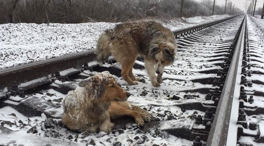 Dog spends 2 days on frozen rail-tracks trying to save injured pal (PHOTOS, VIDEO)