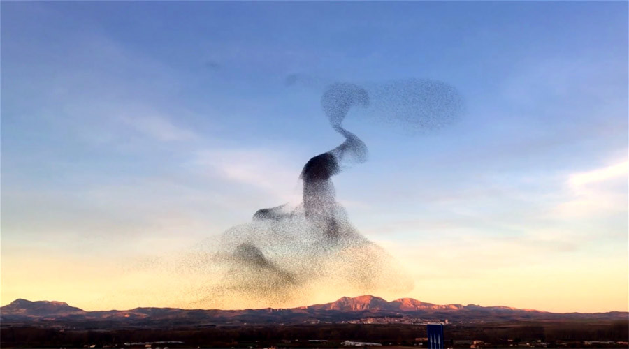 Huge flock of birds ‘dance’ in unison in mesmerizing show of nature (VIDEO)