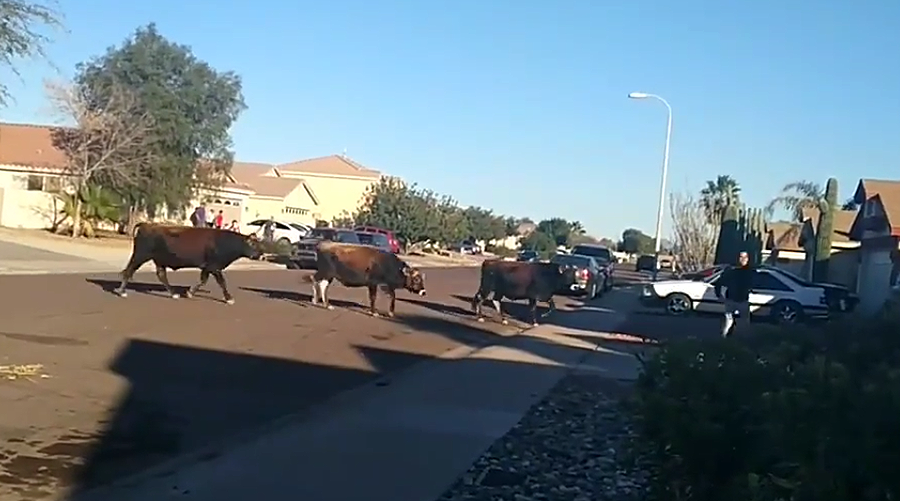 Steer clear! Bull run on the streets of Phoenix (VIDEO)