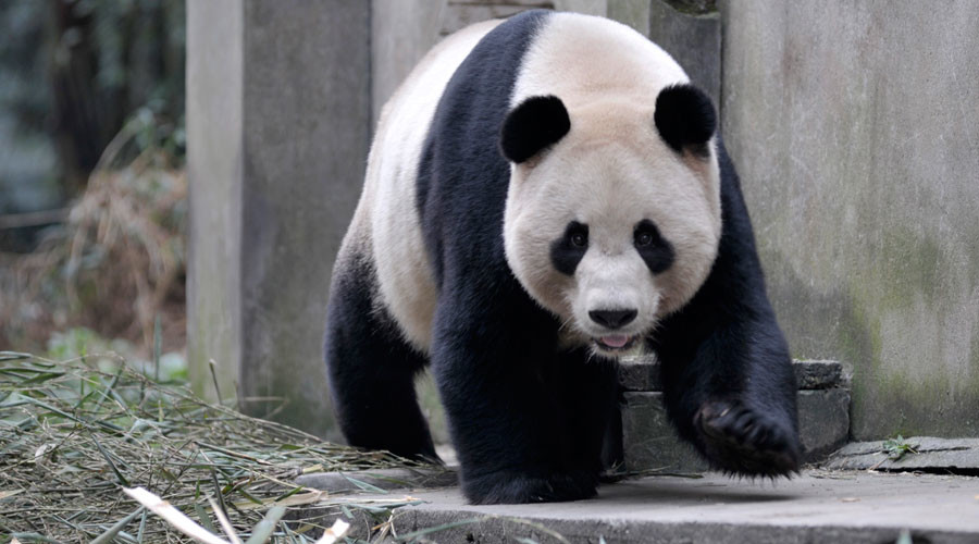 Not so cuddly: Giant panda mom severely mauls nature reserve worker in China