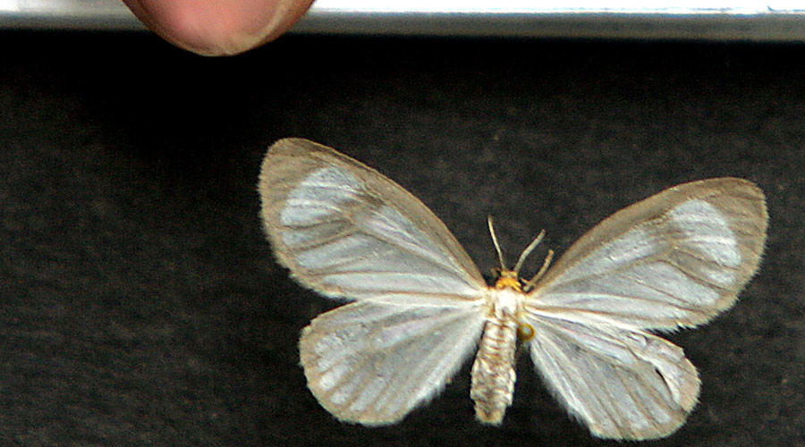 Cocaine-eating moths? British govt mooted unusual plan to fight Latin American drug barons