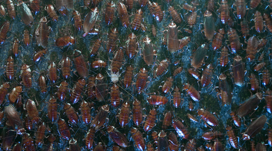 Rats & cockroaches infest cash-strapped British hospitals, millions spent on pest control