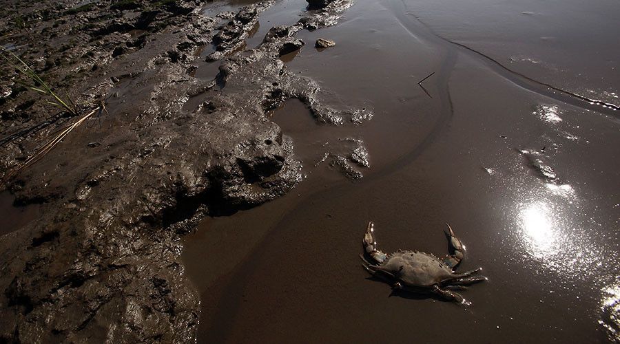 1,000s of sea creatures wash up in Canada, no-one knows why