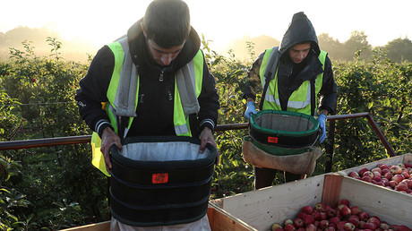 Migrant workers pick apples at Stocks Farm in Suckley, Britain October 10, 2016. © Eddie Keogh