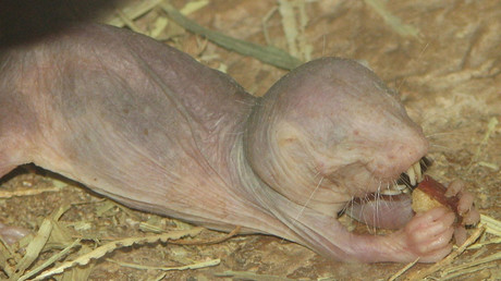 Naked mole-rats can survive without oxygen: study