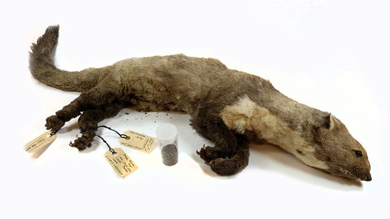 stuffed weasel