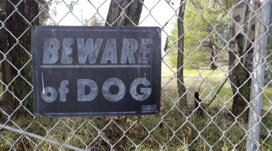 Crime of fashion: Pit bull ‘Scarface’ refuses sweater, mauls owners