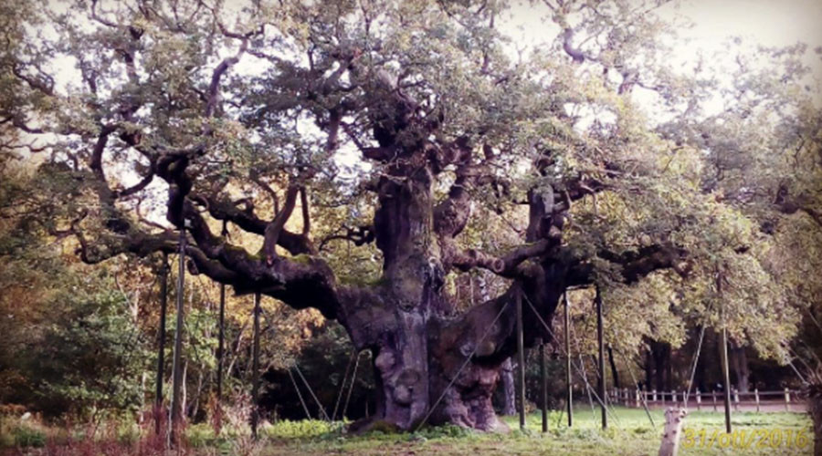 Robin Hood’s Sherwood Forest hideout under threat from frackers