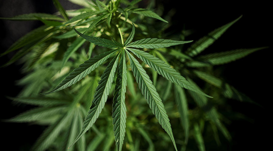 Pro-pot activists to ‘light up’ 4,200 free joints during Trump inauguration speech