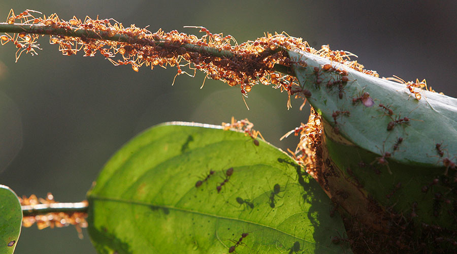 Woman dies after being tied to poisonous ant’s nest in apparent case of mistaken identity