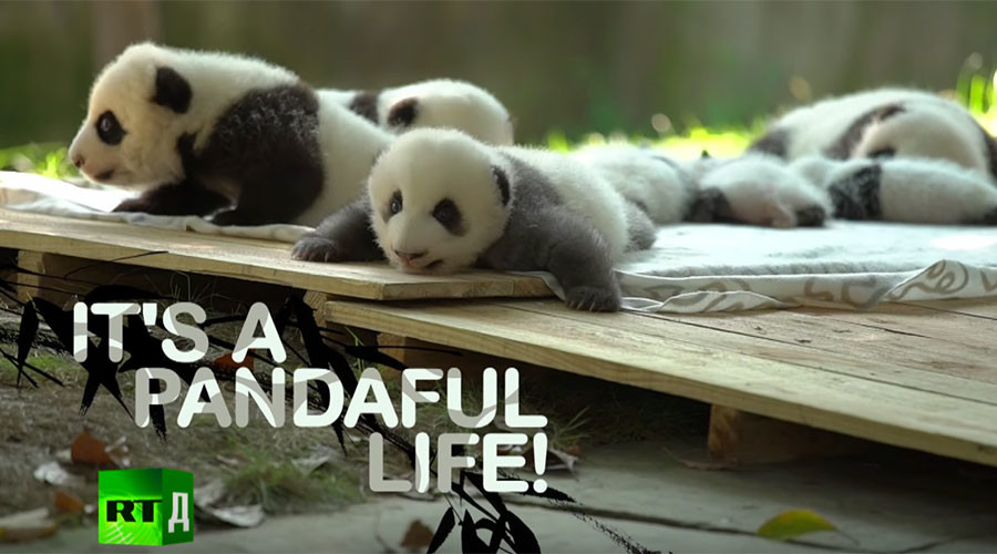 Sex ed classes, romantic dates set for pandas in China to prevent extinction (DOCUMENTARY)