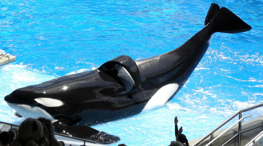 Tilikum, the orca who killed a SeaWorld trainer & inspired ‘Blackfish’, dies