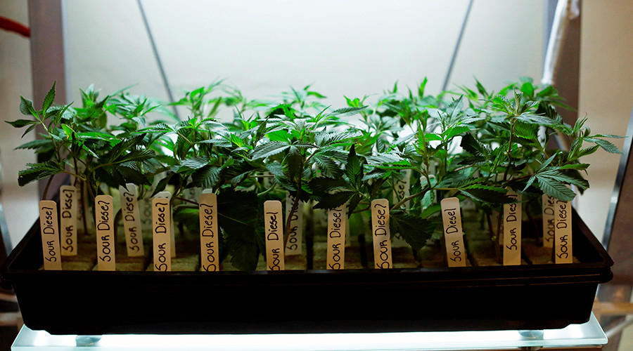 High and dry: Holiday demand for weed empties Alaska’s shelves