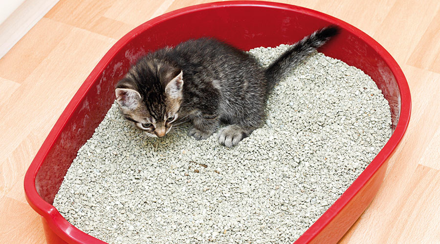‘Bust of the year’: Texas cops mistake kitty litter for meth, hold suspect for 3 days
