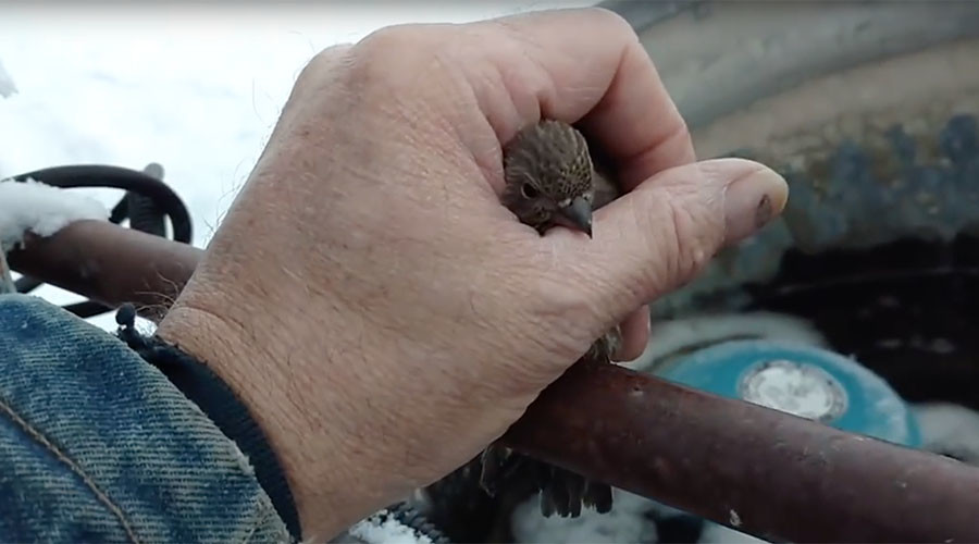 ‘Delightful way to start new year’: Act of kindness frees tiny bird frozen to fence (VIDEO)