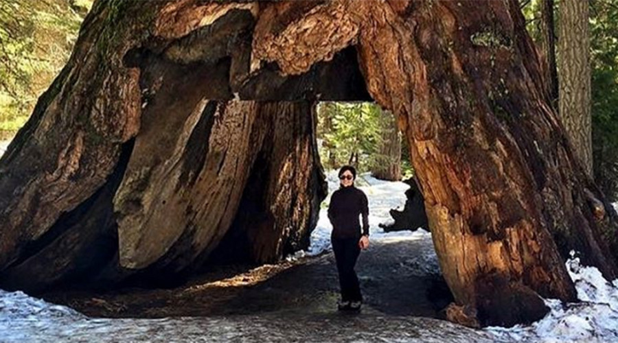 Iconic 1,000yo California tree falls victim to winter storm (PHOTOS)
