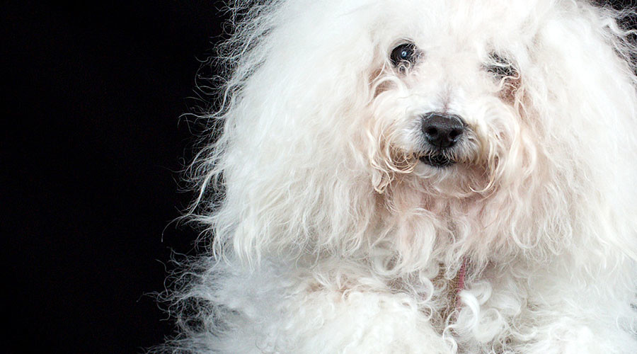 Dropped dog dead: Owner abandons pet outside Russian airport, where it freezes to death