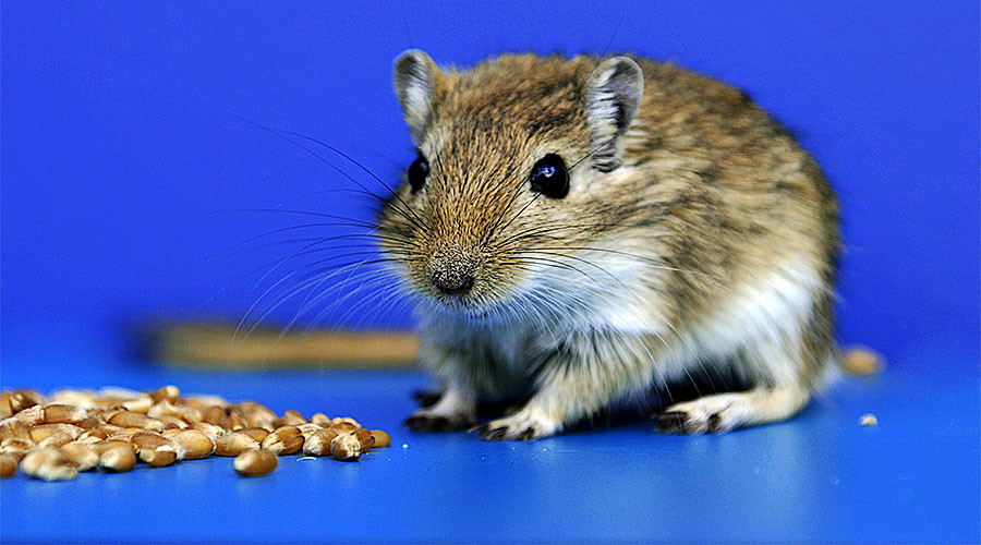 Mind control lasers turn mice into killer rodents with the flip of a switch
