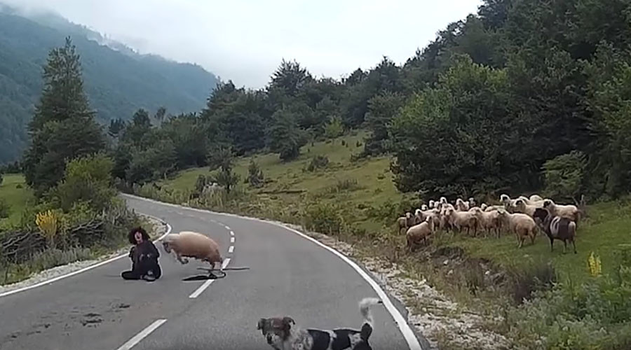 Ram chop? Sheep goes beserk, brutally cuts down shepherd on mountain road (VIDEO)