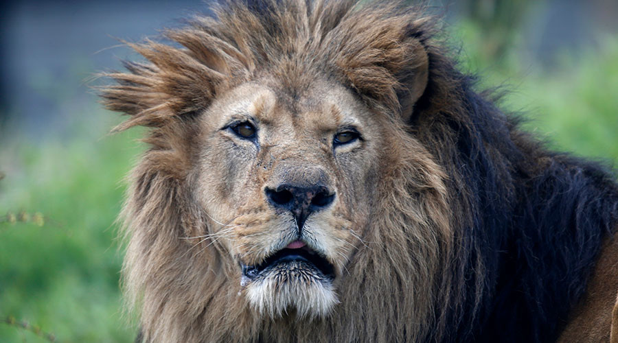 3 lions maul 2 men to death in ferocious attack in Jordan