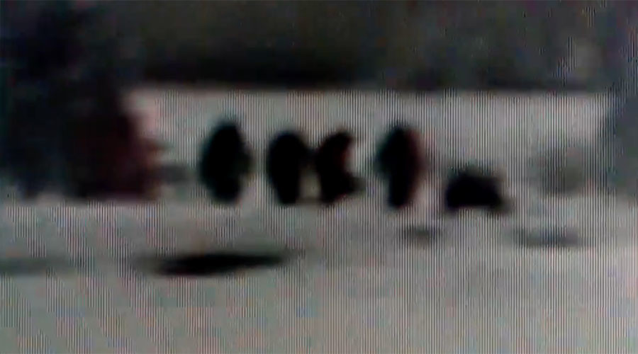 ‘Compelling’ video of 'bigfoot family’ at Yellowstone divides web