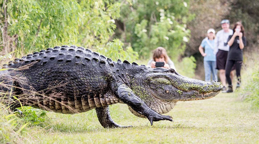 Monster alligator stuns onlookers during casual stroll in Florida (VIDEO)