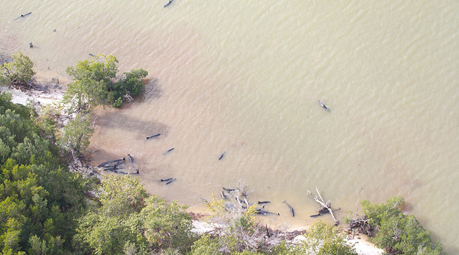 82 false killer whales dead and further 13 stranded off Florida coast (PHOTOS)