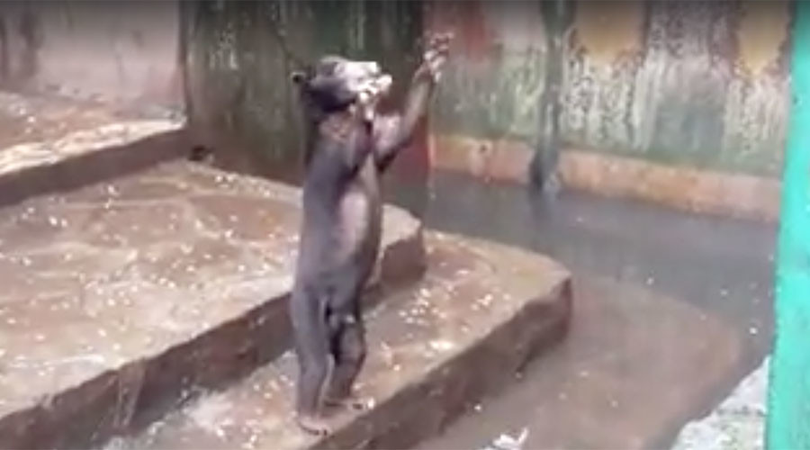 Starving bears beg for food at Indonesian zoo in heartbreaking footage (VIDEO)