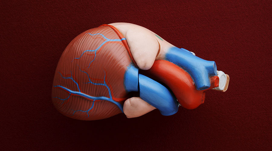 Heart-hugging device pumps blood, scientists successfully test