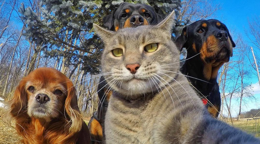 Are you kitten me?: Selfie Cat’s superior snaps are pawsitively purrfect (PHOTOS)