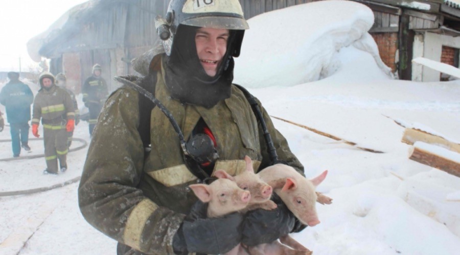 Off the menu: Russian firefighters save 150 pigs & piglets from barn fire (VIDEO, PHOTOS)