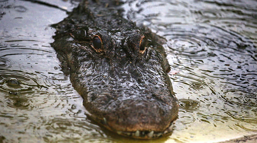 Tourists scramble for cover as alligator crashes Everglades boat tour (VIDEO)