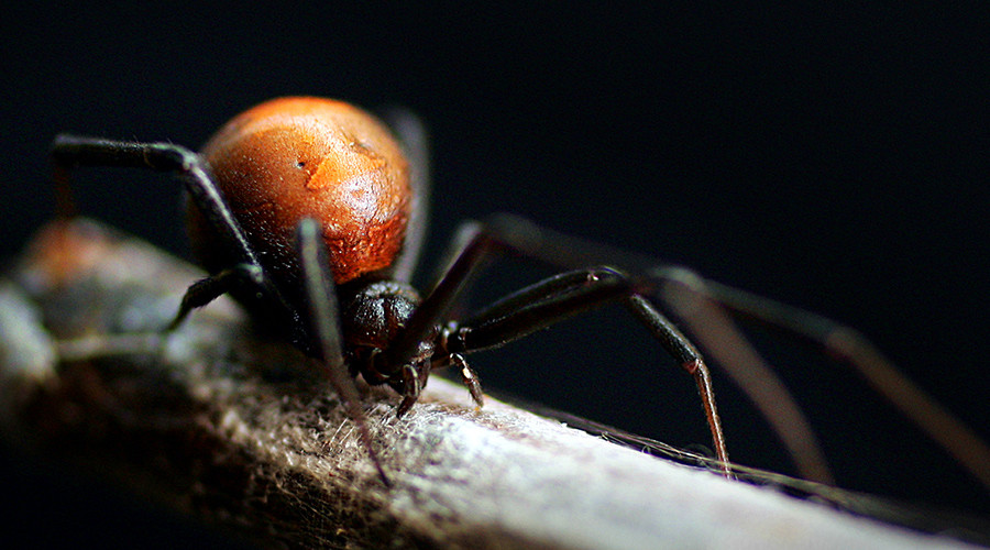 'We need to milk spiders': Zoo asks public to capture deadly arachnids (VIDEO)