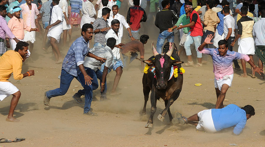 Indian state backs traditional bullfighting despite recent deaths