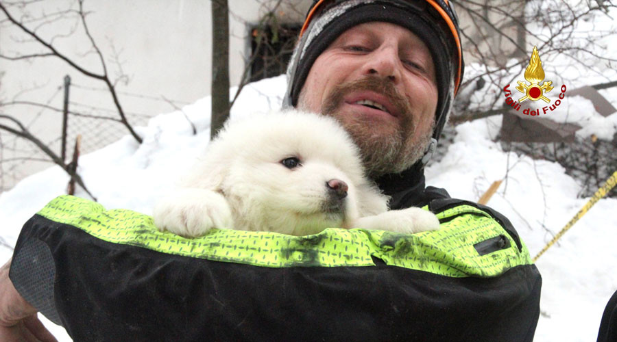 Puppies survive deadly Italian avalanche, rescued after 5 days under rubble (VIDEO)