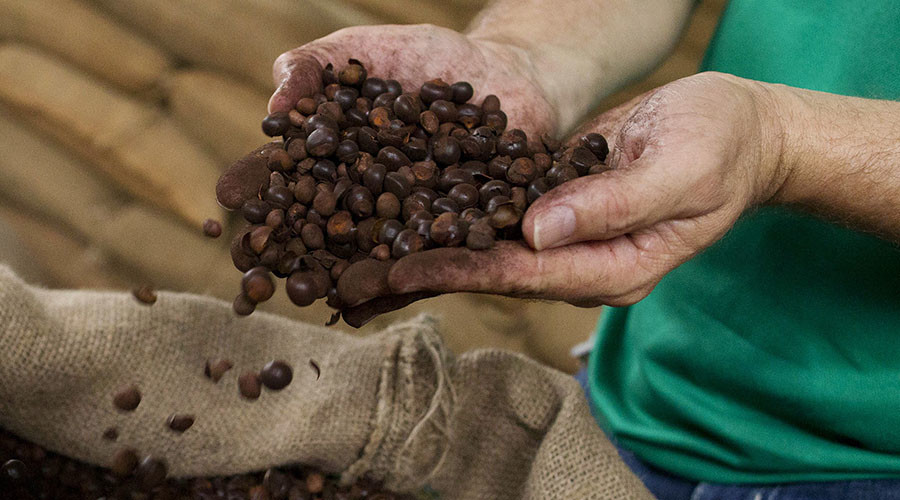 Lethal dose of caffeine given to students in university experiment