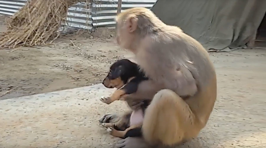 Monkey goes bananas for stray puppy (VIDEO)