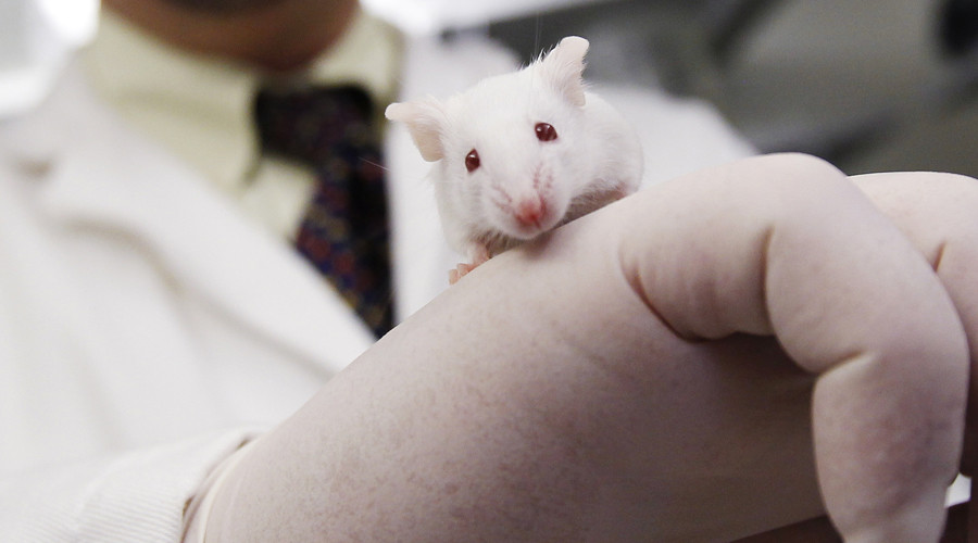 Rat-mouse interspecies transplant brings hope human organs could be grown in animals