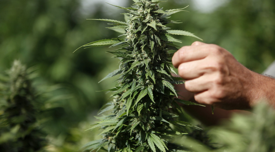 Israel may end policy of weeding out marijuana users for initial offenses