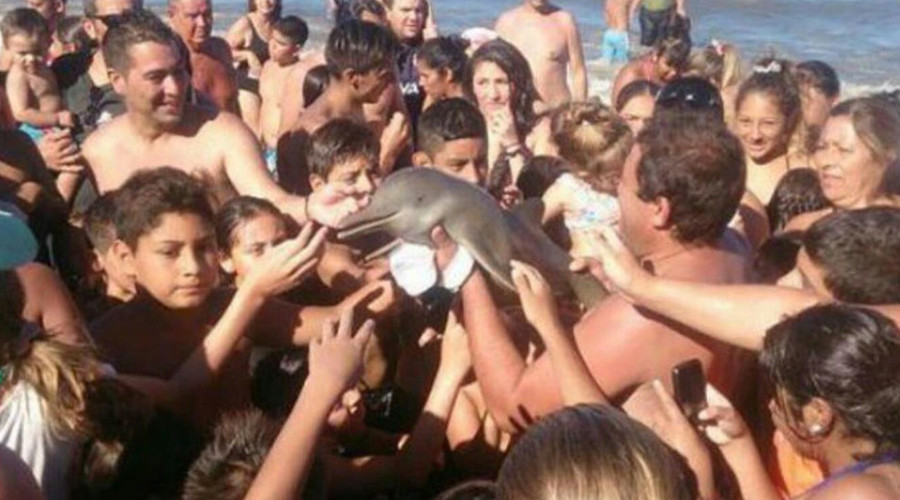 Death by selfie: Dolphin dies on Argentinian beach as onlookers clamor with camera phones