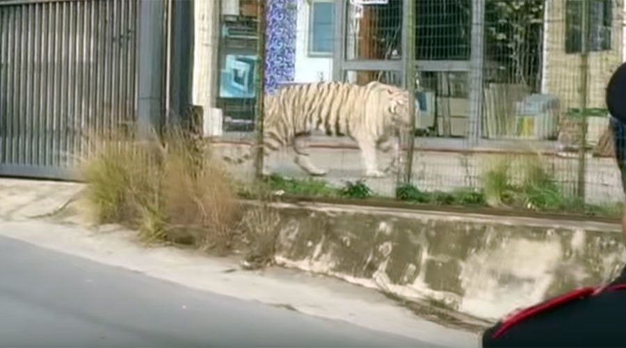 Big cat on the loose: Tiger terrifies Sicilian city in bizarre circus escape (VIDEO)