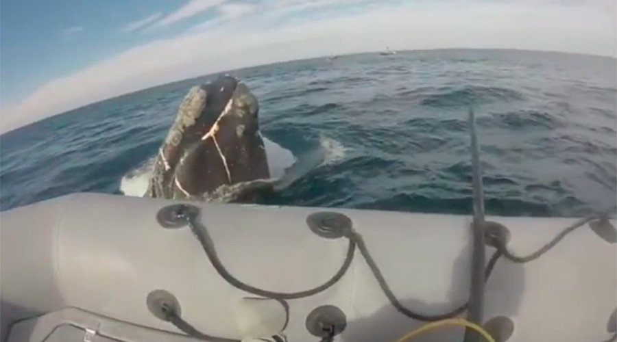 Rescuers save desperate whale trapped in massive fishing net (VIDEO)