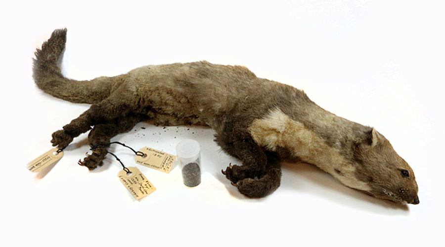 Stuffed goes the ‘weasel’: This scorched creature put CERN out of action (PHOTOS)