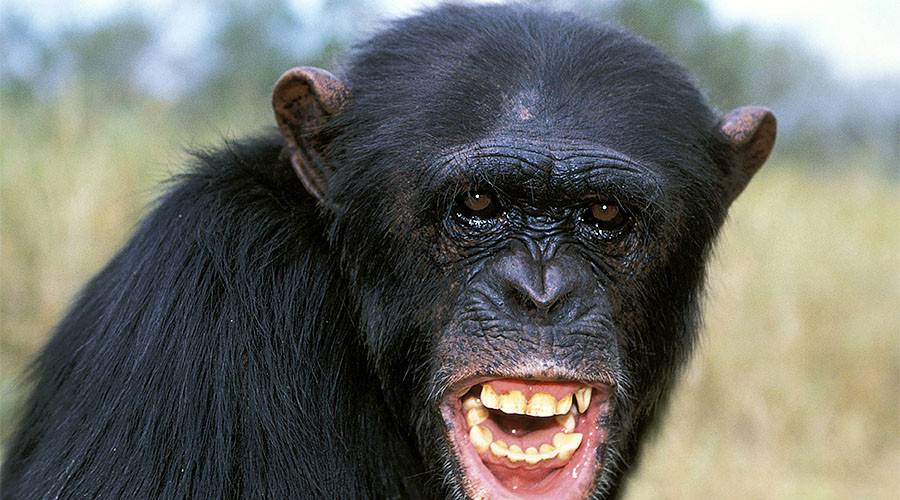 Chimps brutally kill, cannibalize former alpha male (GRAPHIC PHOTO)