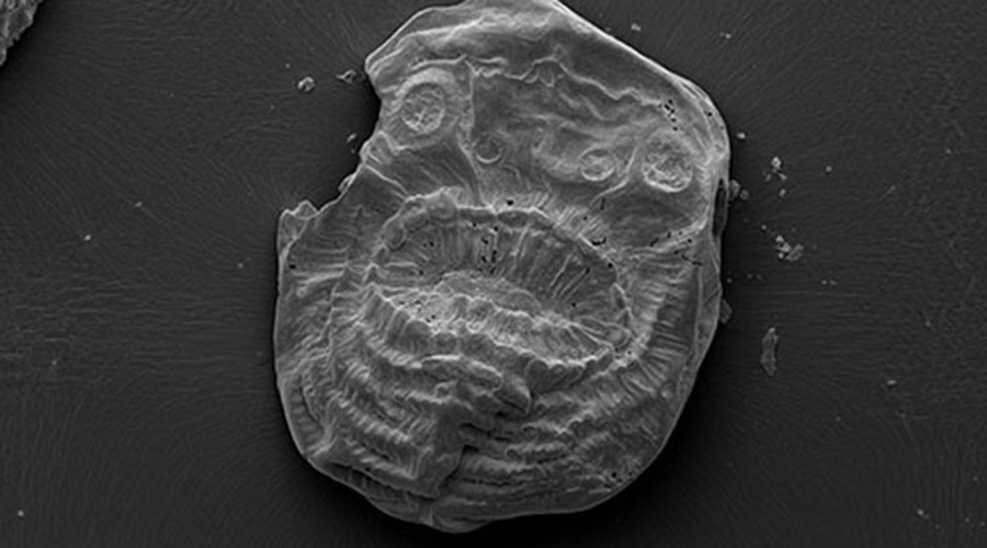 Bizarre underwater ‘bag’ creature could be missing evolutionary link - study