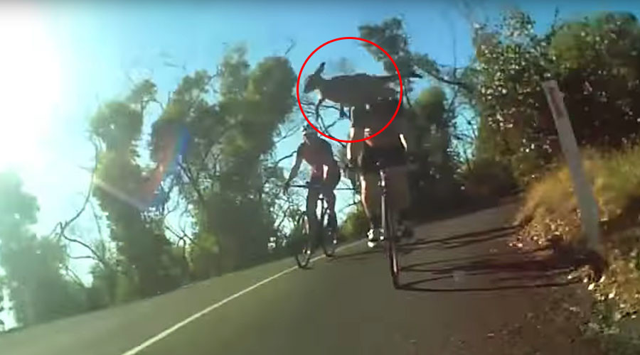 Vicious cycle: Hopping-mad kangaroo kicks cyclist in head (VIDEO)