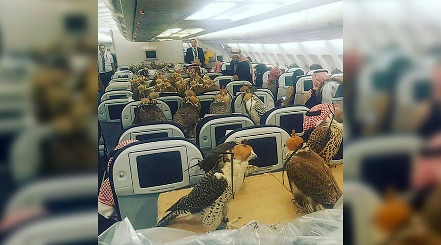 Astonishing pets on planes: Saudi royalty buys airfare for 80 falcons (PHOTOS)